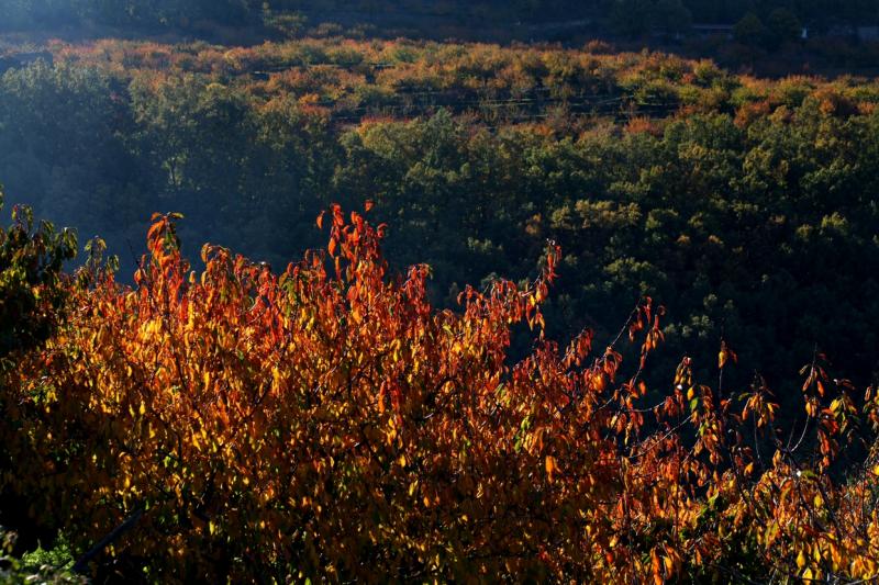 Colores de otoño extremeño Colores de otoño extremeño