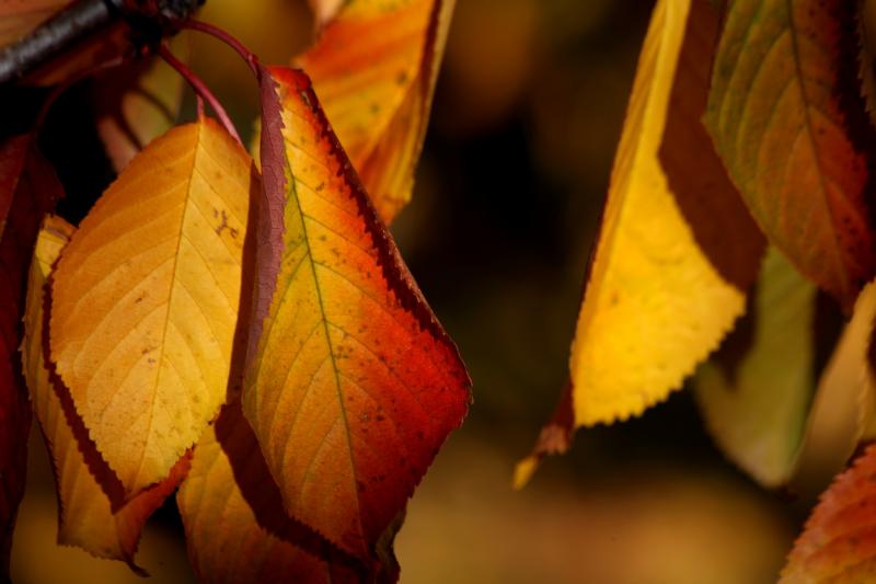 Colores de otoño extremeño Colores de otoño extremeño