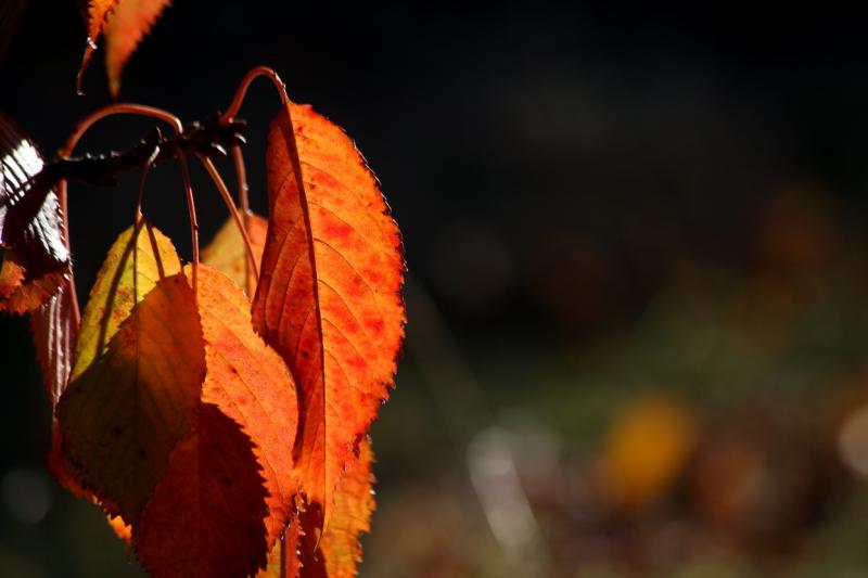 Colores de otoño extremeño Colores de otoño extremeño