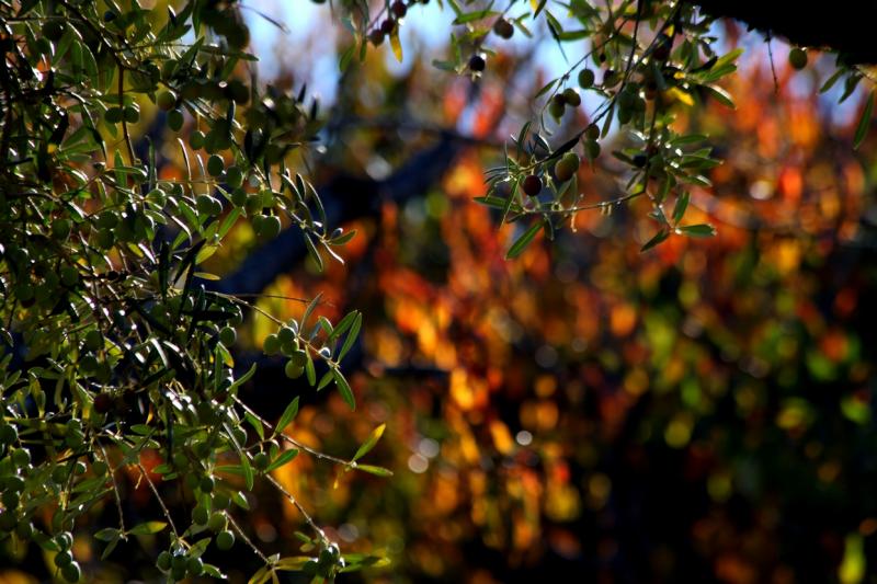 Colores de otoño extremeño Colores de otoño extremeño