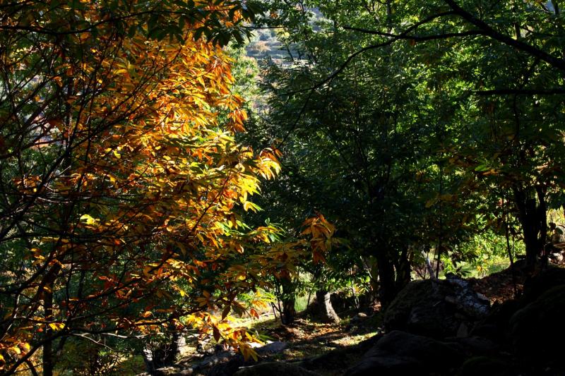 Colores de otoño extremeño Colores de otoño extremeño