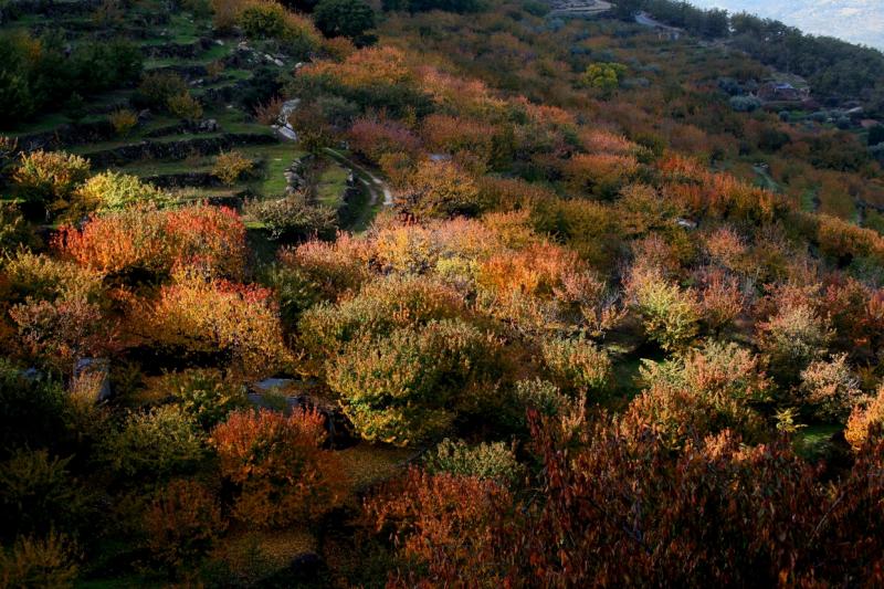 Colores de otoño extremeño Colores de otoño extremeño