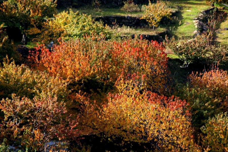 Colores de otoño extremeño Colores de otoño extremeño