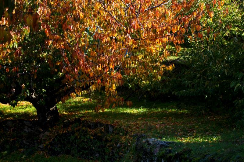 Colores de otoño extremeño Colores de otoño extremeño