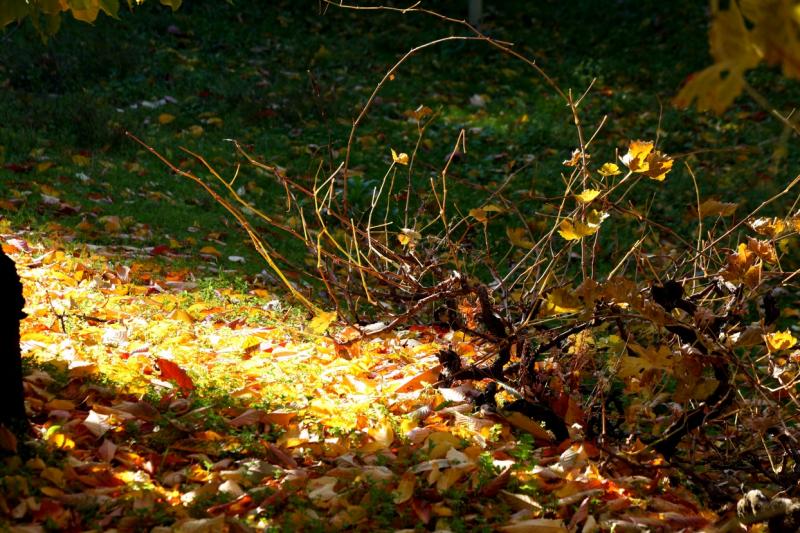 Colores de otoño extremeño Colores de otoño extremeño