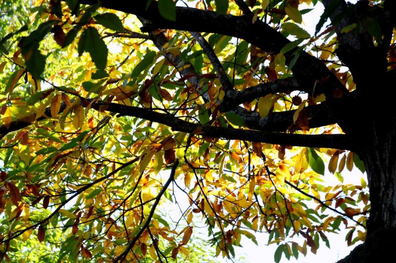 Colores de otoño extremeño Colores de otoño extremeño
