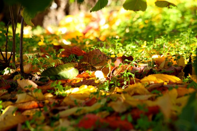 Colores de otoño extremeño Colores de otoño extremeño