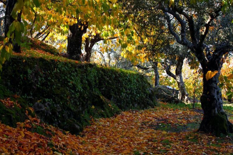 Colores de otoño extremeño Colores de otoño extremeño