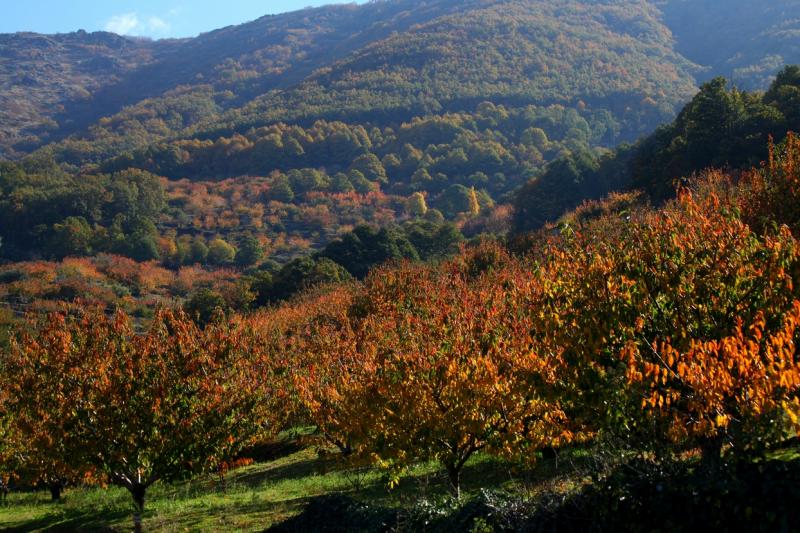 Colores de otoño extremeño Colores de otoño extremeño