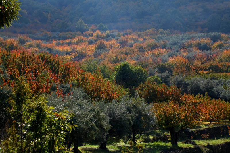 Colores de otoño extremeño Colores de otoño extremeño