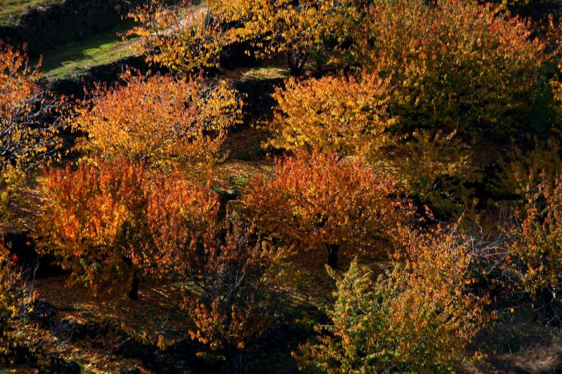 Colores de otoño extremeño Colores de otoño extremeño