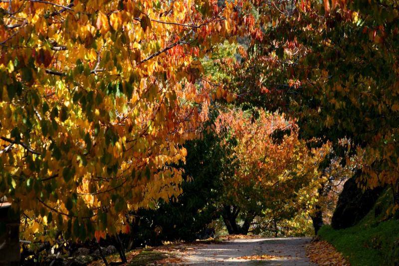 Colores de otoño extremeño Colores de otoño extremeño