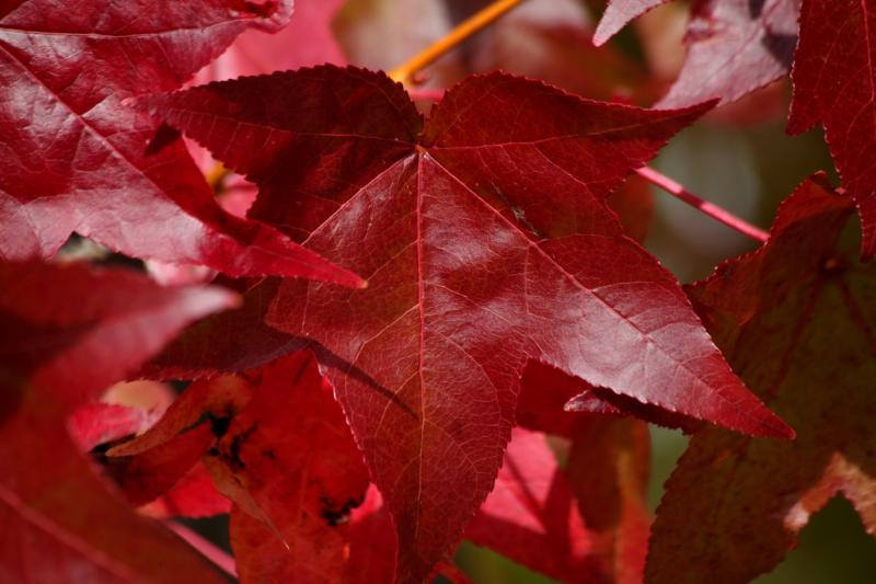 Colores de otoño extremeño Colores de otoño extremeño