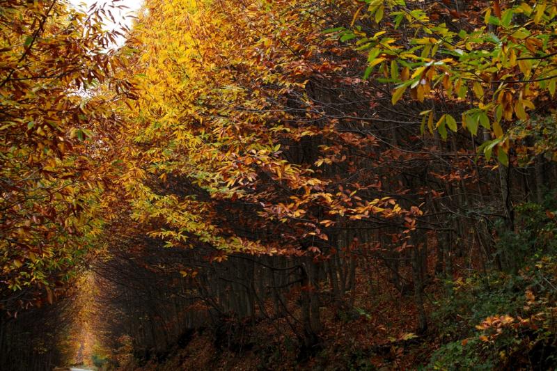 Colores de otoño extremeño Colores de otoño extremeño