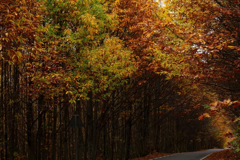 Colores de otoño extremeño Colores de otoño extremeño