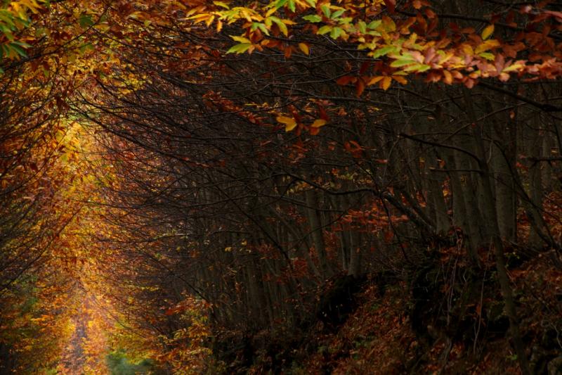 Colores de otoño extremeño Colores de otoño extremeño