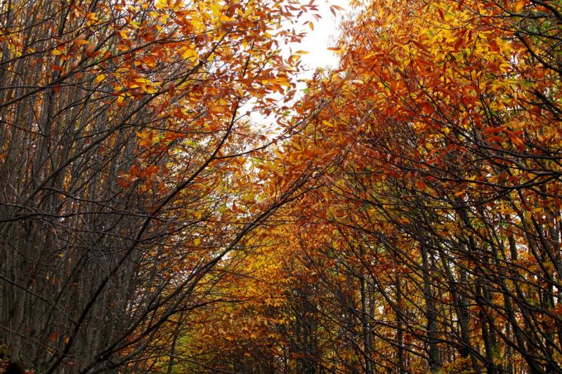 Colores de otoño extremeño Colores de otoño extremeño