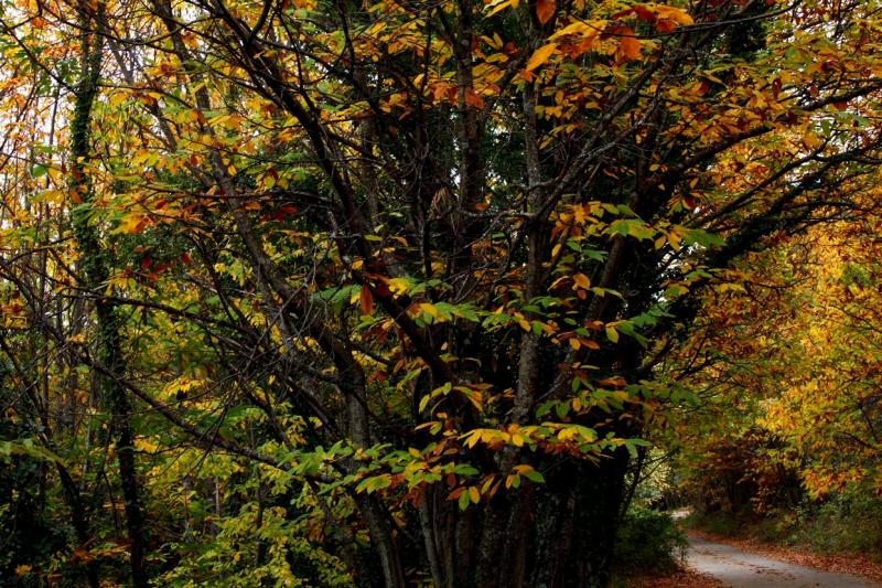 Colores de otoño extremeño Colores de otoño extremeño