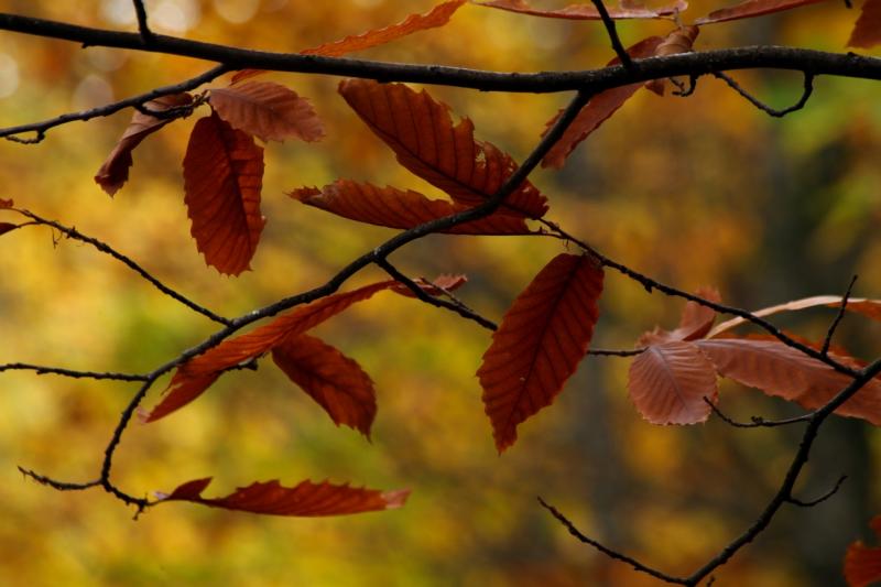 Colores de otoño extremeño Colores de otoño extremeño