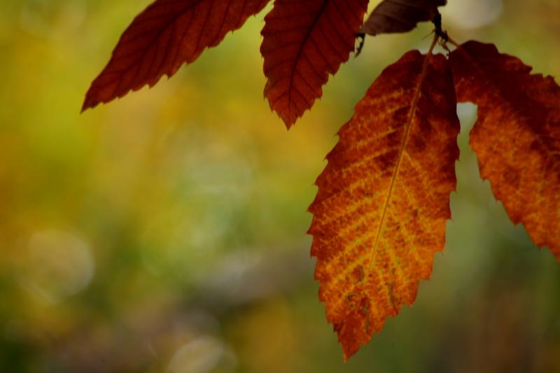 Colores de otoño extremeño Colores de otoño extremeño