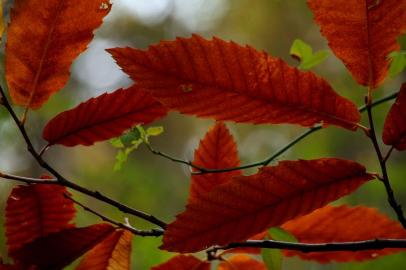 Colores de otoño extremeño Colores de otoño extremeño
