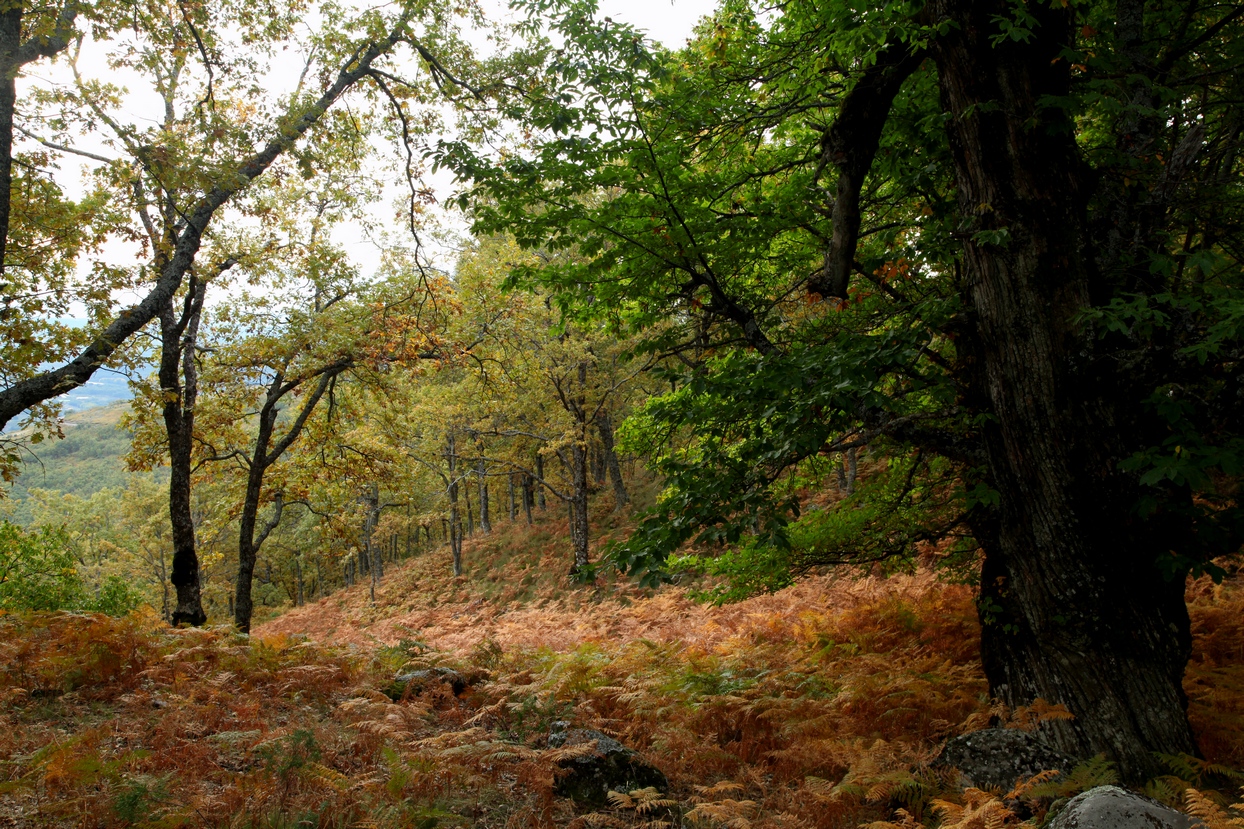Colores de otoño extremeño Colores de otoño extremeño