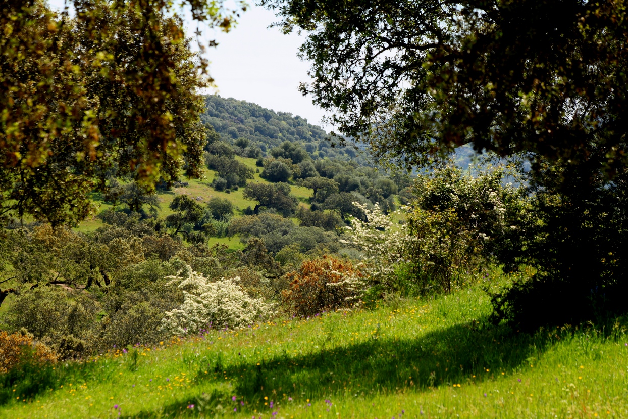 La dehesa pacense en abril