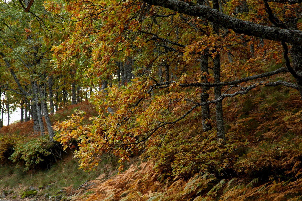 Colores de otoño extremeño Colores de otoño extremeño