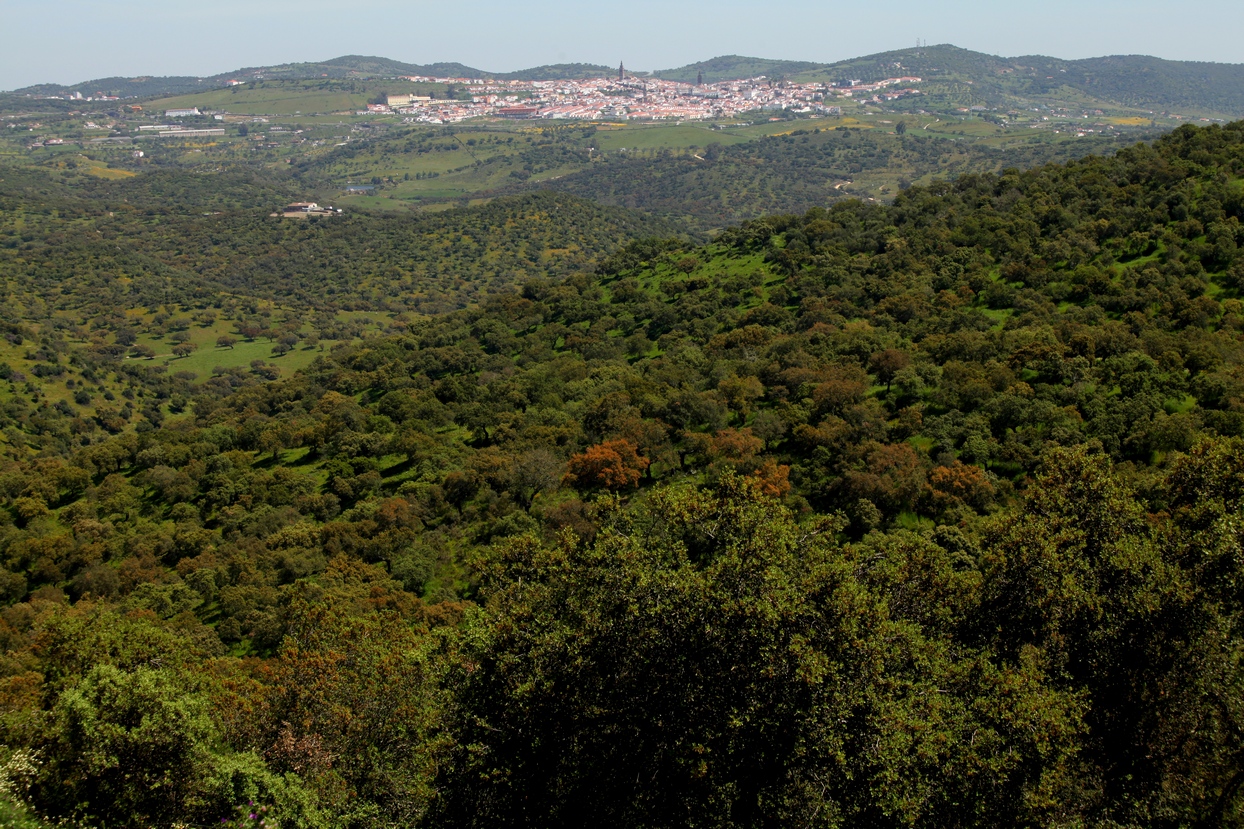 La dehesa pacense en abril