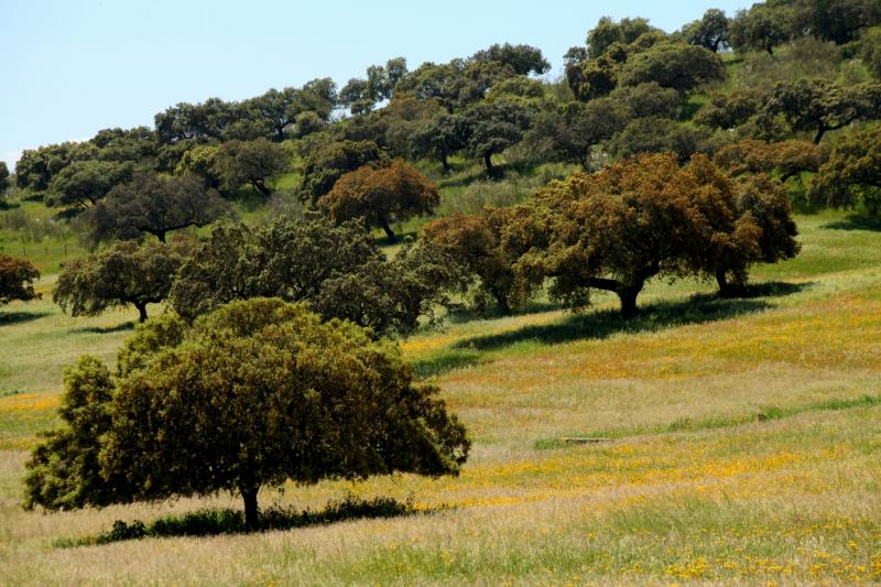 La dehesa pacense en abril