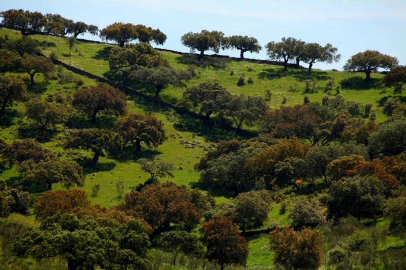 La dehesa pacense en abril