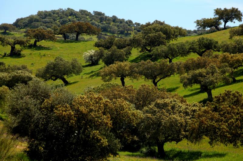 La dehesa pacense en abril