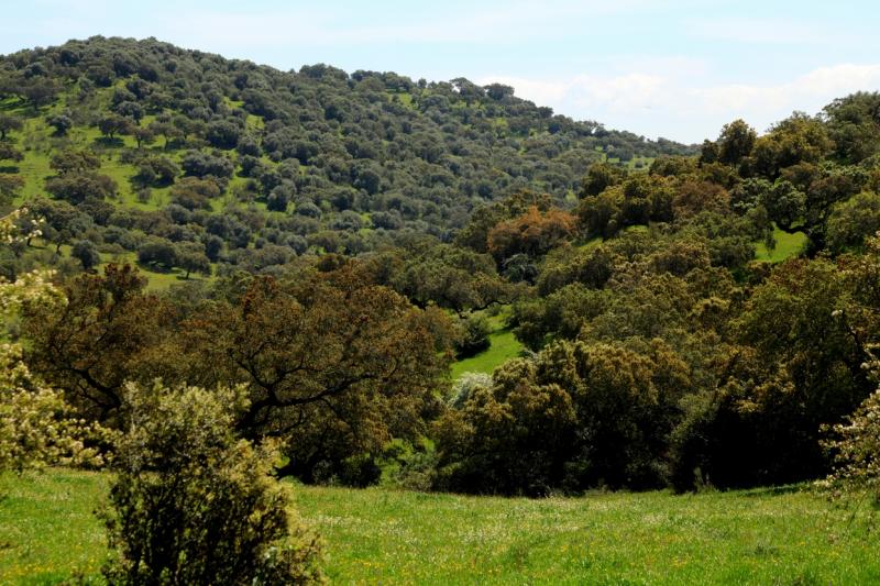 La dehesa pacense en abril