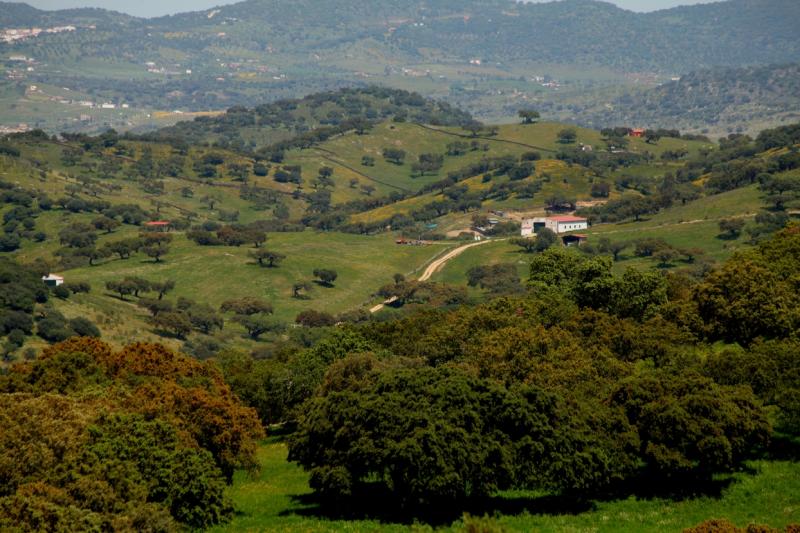 La dehesa pacense en abril