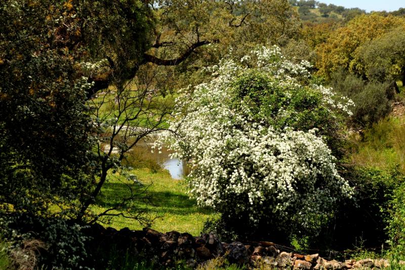 La dehesa pacense en abril