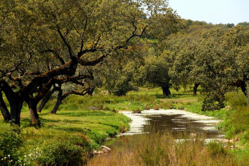 La dehesa pacense en abril