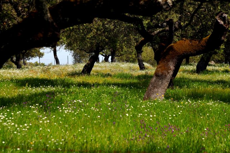 La dehesa pacense en abril