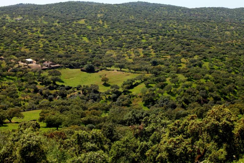 La dehesa pacense en abril