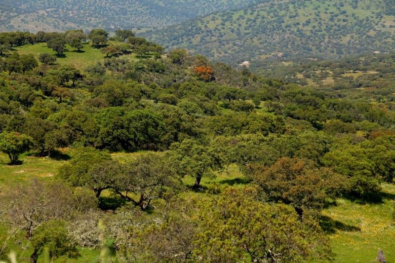 La dehesa pacense en abril