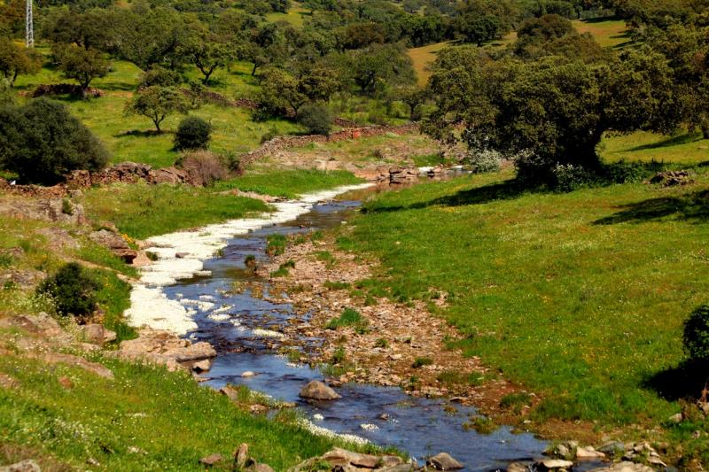 La dehesa pacense en abril