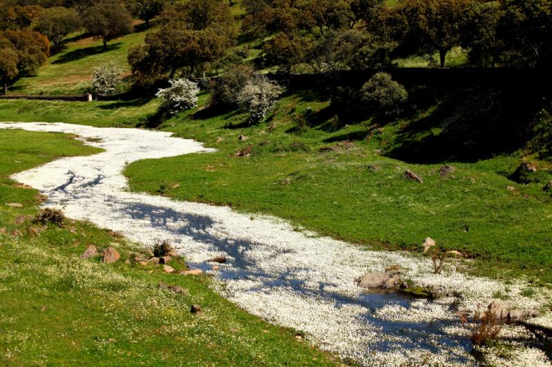 La dehesa pacense en abril