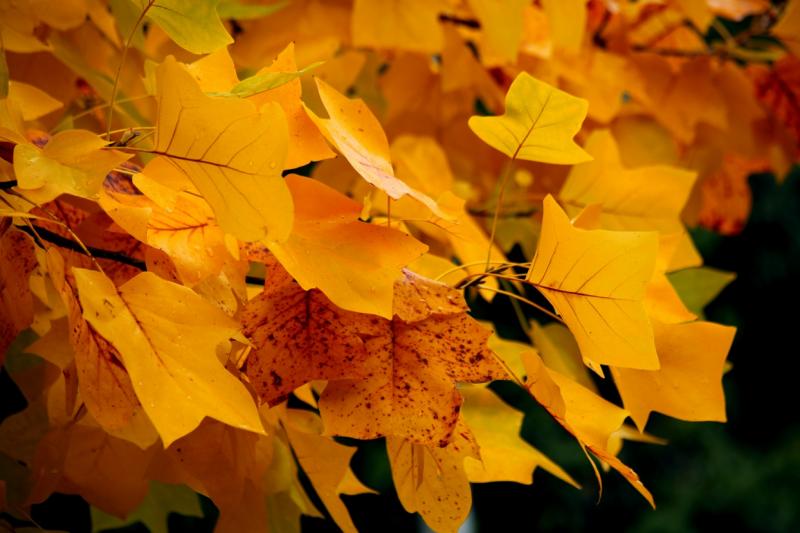 Otoño en Badajoz