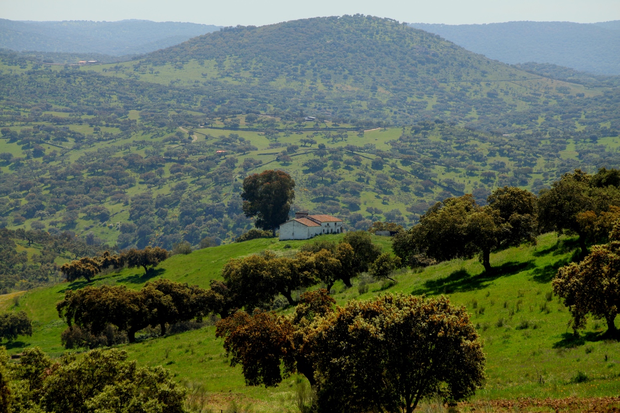 La dehesa pacense en abril