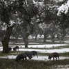 Imágenes de la nevada en la provincia de Badajoz