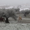 Imágenes de la nevada en la provincia de Badajoz