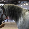 Imágenes de la inauguración de la Feria Ecuextre Badajoz