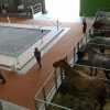 Imágenes de la inauguración de la Feria Ecuextre Badajoz