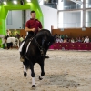 Continúa la actividad de la Feria del Toro y el Caballo Ecuextre 2013 Badajoz