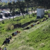 Mayores y niños buscan el tesoro perdido en la Alcazaba