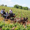 Conoce Extremadura a través del vino Ribera del Guadiana